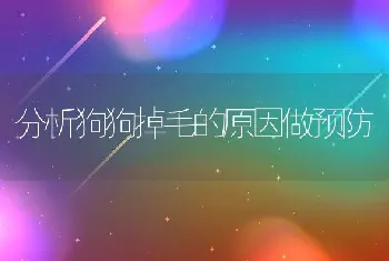 分析狗狗掉毛的原因做预防