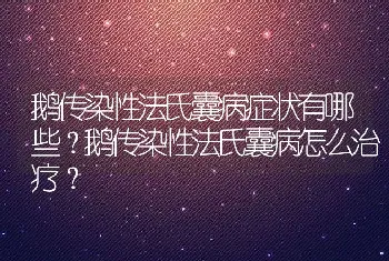 鹅传染性法氏囊病症状有哪些？鹅传染性法氏囊病怎么治疗？