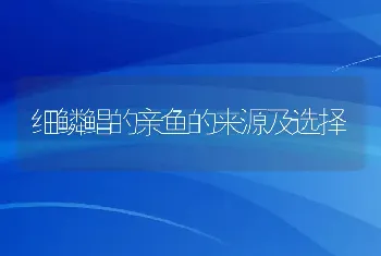 细鳞鲳的亲鱼的来源及选择