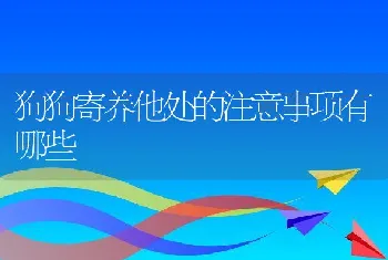 狗狗寄养他处的注意事项有哪些