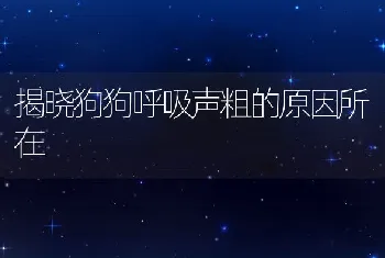 揭晓狗狗呼吸声粗的原因所在