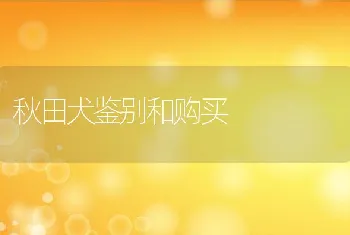 秋田犬鉴别和购买