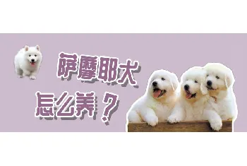 萨摩耶犬怎么养