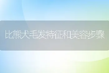 比熊犬毛发特征和美容步骤