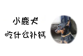 小鹿犬吃什么补钙