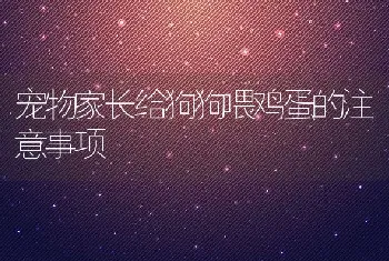 宠物家长给狗狗喂鸡蛋的注意事项