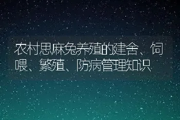 农村思麻兔养殖的建舍、饲喂、繁殖、防病管理知识