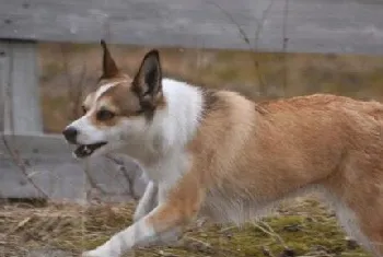 挪威伦德猎犬怎么训练 挪威伦德猎犬训练心得