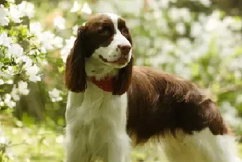 如何选购一只聪明易训的史宾格犬