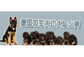 德国牧羊犬幼犬怎么养