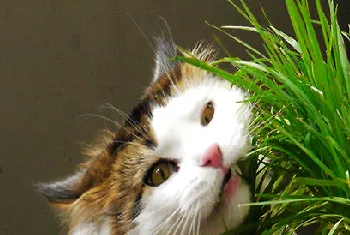 多大的猫咪可以喂猫草？