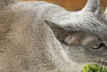 如何判断猫咪饮水量以及怎样让猫咪多喝水