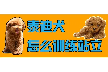 泰迪犬怎么训练站立