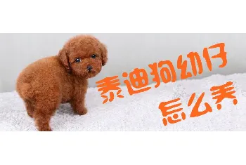 泰迪狗幼仔怎么养