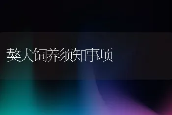 獒犬饲养须知事项