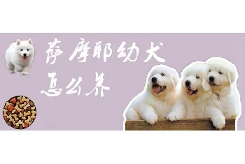 萨摩耶幼犬怎么养