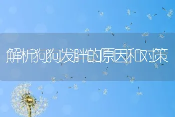 解析狗狗发胖的原因和对策