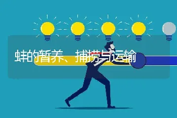 蚌的暂养、捕捞与运输