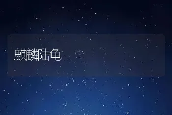 麒麟陆龟