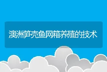 澳洲笋壳鱼网箱养殖的技术