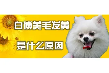 白博美毛发黄是什么原因