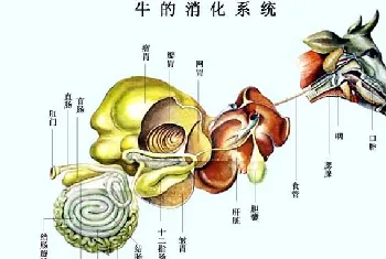 牛的生理解剖图