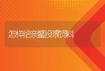 怎样给亲鳖投喂饲料