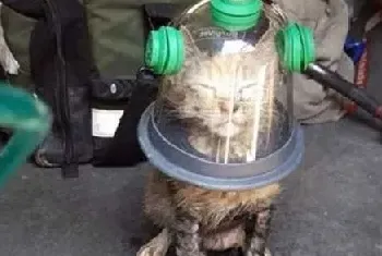 火场获救猫猫戴氧气罩 酷似来自太空的喵星人