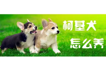 柯基犬怎么养