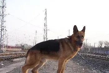 选购德国牧羊犬种犬的标准