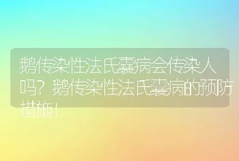 鹅传染性法氏囊病会传染人吗？鹅传染性法氏囊病的预防措施！