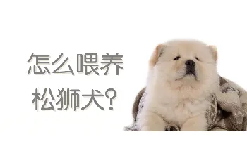 怎么喂养松狮犬