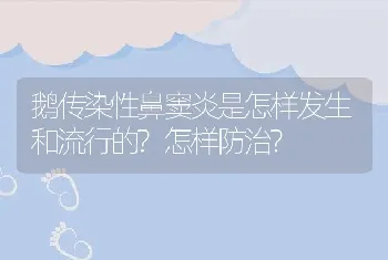 鹅传染性鼻窦炎是怎样发生和流行的?怎样防治?