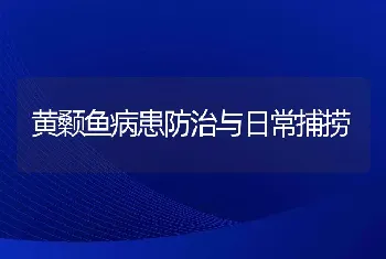 黄颡鱼病患防治与日常捕捞