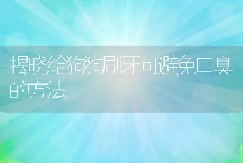 揭晓给狗狗刷牙可避免口臭的方法