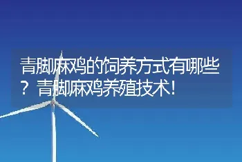 青脚麻鸡的饲养方式有哪些？青脚麻鸡养殖技术！