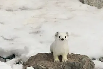 [宠物貂图片]雪白的天山雪貂