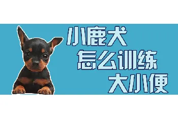 小鹿犬怎么训练大小便