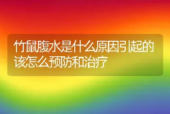 竹鼠腹水是什么原因引起的该怎么预防和治疗