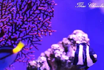 [海水观赏鱼图片]佳能550D下的高清海水观赏鱼