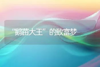 “鹅苗大王”的致富梦