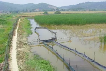 基围虾稻田养殖技术