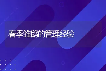 春季雏鹅的管理经验