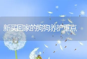 新买回家的狗狗养护重点