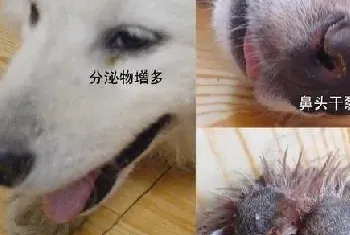 什么是犬瘟热？犬瘟热的明显症状及治疗预防方法