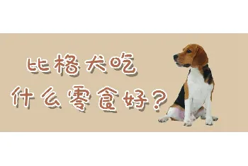 比格犬吃什么零食好