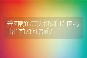 养肉鸭的方法和窍门？肉鸭出栏前如何增重？