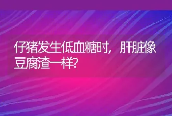 仔猪发生低血糖时,肝脏像豆腐渣一样?