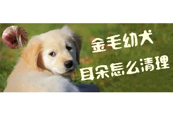 金毛幼犬耳朵怎么清理