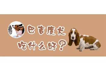 巴吉度犬吃什么好